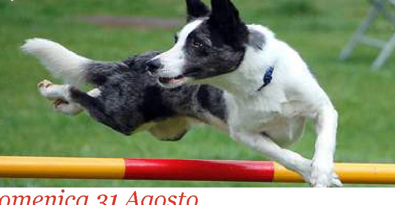 2° DOG DAY Penisola Sorrentina «Una notte da Oscar»
