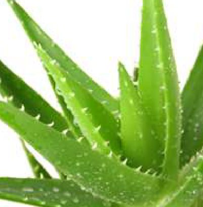 Le sorprendenti virtù dell'Aloe Vera