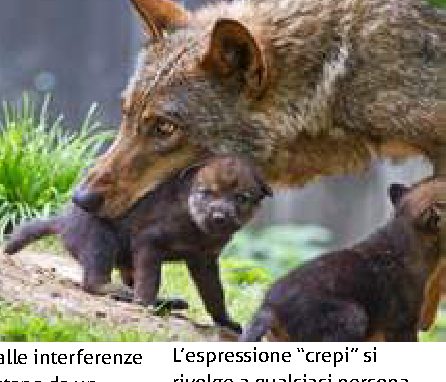 Perché si dice "in bocca al lupo"?