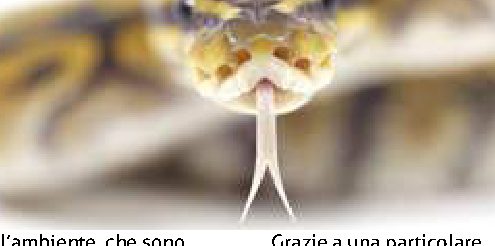 Perché i rettili hanno la lingua biforcuta?