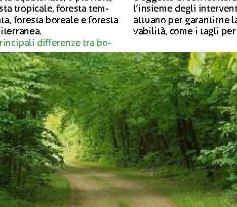 Uguali e diversi: bosco o foresta?