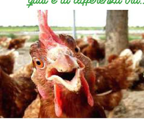 Qual è la differenza tra… pollo e gallo?