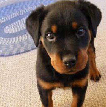 Eureka! Il Cane