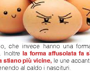 Perché le uova non sono rotonde?