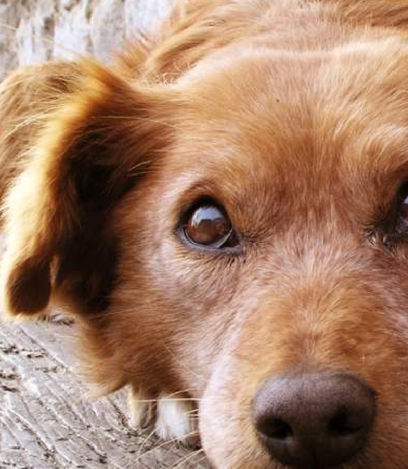 Il linguaggio di Fido