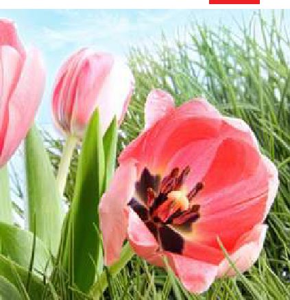 Perché alcuni piante di sera chiudono i propri fiori?