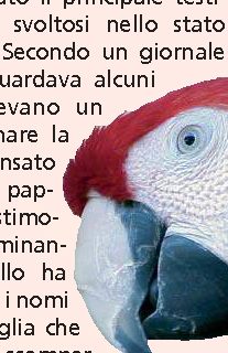 La testimonianza di un pappagallo