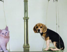 Animali e curiosità legali