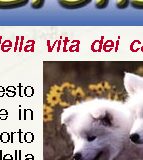 Perché un anno della vita dei cani vale 7 anni?