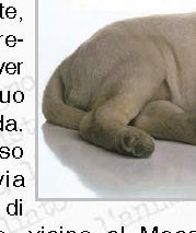 Vive per 22 anni con uno spazzolino nello stomaco: operato 70enne