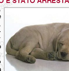 Cieco morde il suo cane guida, l'uomo è stato arrestato