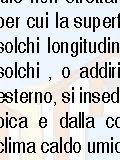 Lo sapevi che...