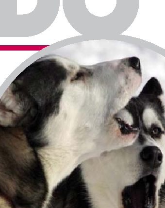 Cani abbaiano di notte? Padroni in carcere