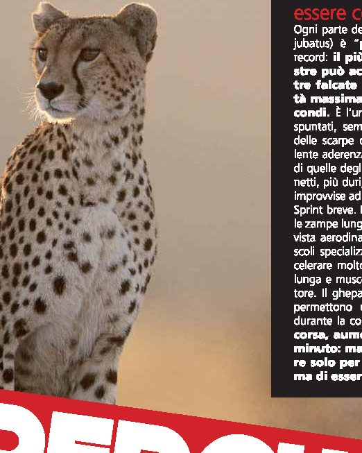 Come fa il ghepardo ad essere così veloce?