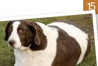 USA: e' boom cani obesi, arrivano le diete