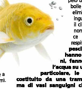 Perché i pesci emettono le bolle?