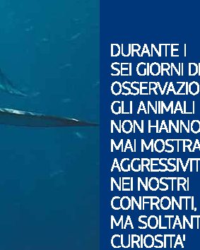Durante i sei giorni di osservazioni, gli animali non hanno mai mostrato aggressività nei nostri confronti, ma soltanto curiosità