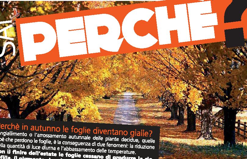 Perché in autunno le foglie diventano gialle?