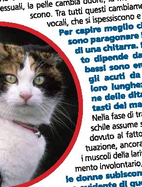 Perché i gatti di tre colori sono sempre femmine?