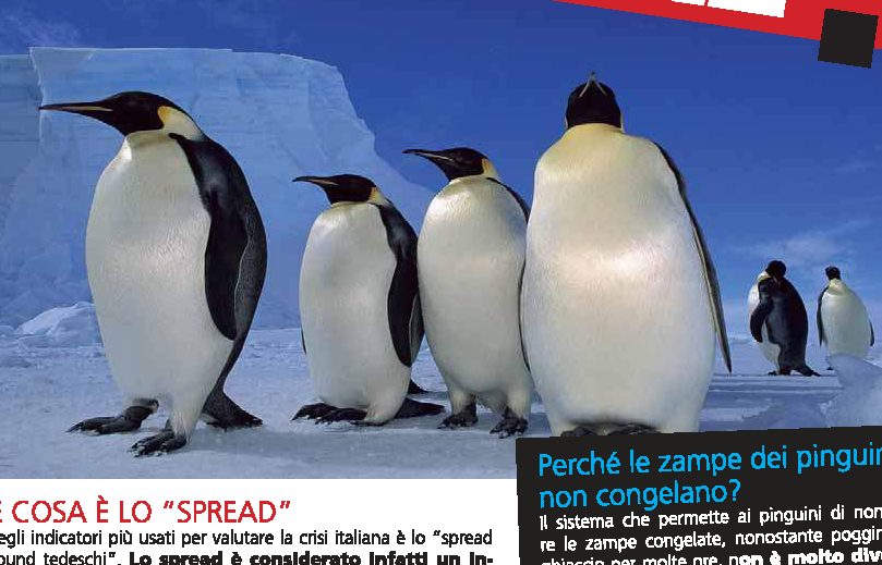 Perché le zampe dei pinguini non congelano?