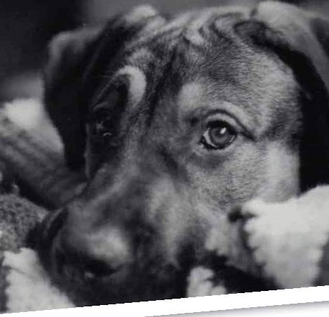 Cani e gatti possono soffrire di depressione?
