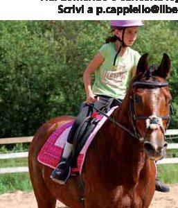 Domanda: risarcimento per caduta da cavallo al maneggio