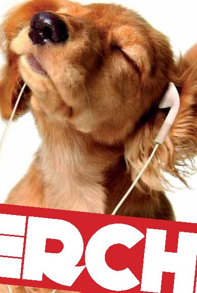 Perché i cani piegano la testa di lato quando gli si parla o sentono suoni insoliti?
