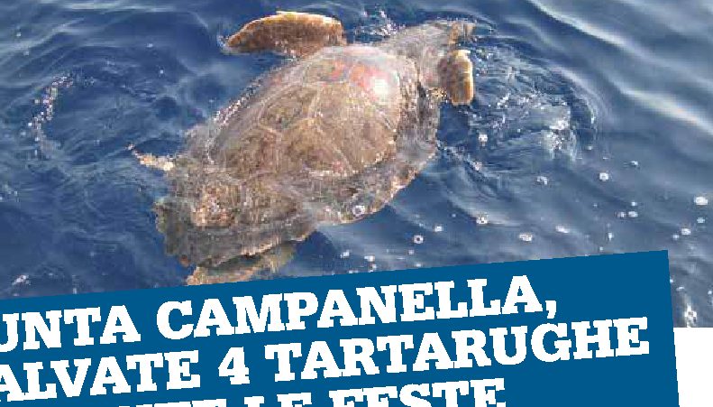 Punta Campanella, salvate 4 tartarughe durante le feste