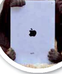 Anche alle scimmie piace l'iPad