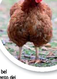 Le galline per smaltire l'immondizia