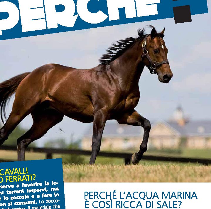 Perché i cavalli vengono ferrati?