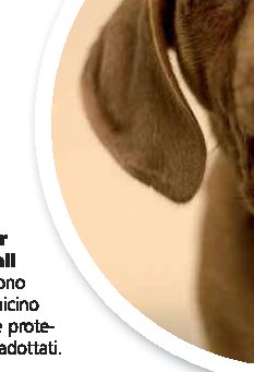 Fiumicino, non gli lasciano imbarcare gatti e li abbandona in aeroporto