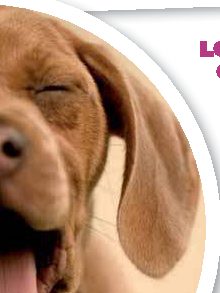 Lo sbadiglio è contagioso anche tra uomo e cane