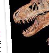 Arrestato negli Stati Uniti trafficante di dinosauri