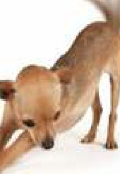 Per i cani è la stessa cosa scodinzolare a destra o a sinistra?