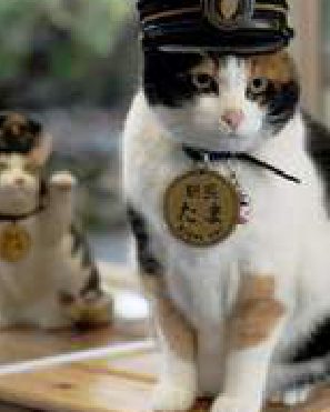 Un gatto-capostazione