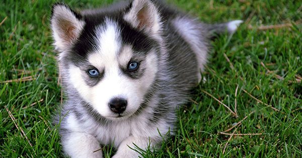 Sai Perché quando ci rivolgiamo ai cuccioli usiamo una vocina dolce?