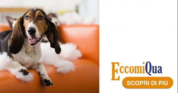 Perché il cane fa danni quando è da solo in casa?