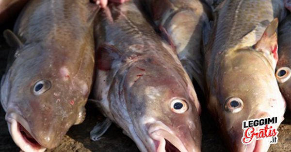 Uguali ma Diversi: Nasello e Merluzzo