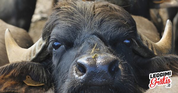 Sai perché si dice "bufala" quando si parla di una notizia falsa?