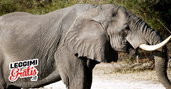 Sai perché la pelle degli elefanti è rugosa?