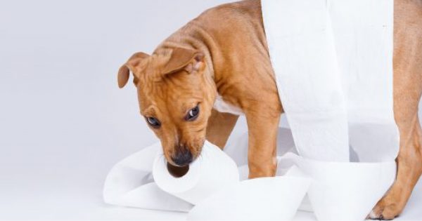 Perché la carta igienica è fatta da più veli?