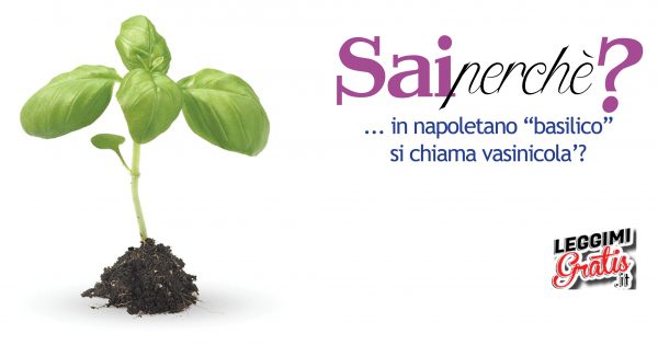 Perché in napoletano "basilico"  si chiama vasinicola'?