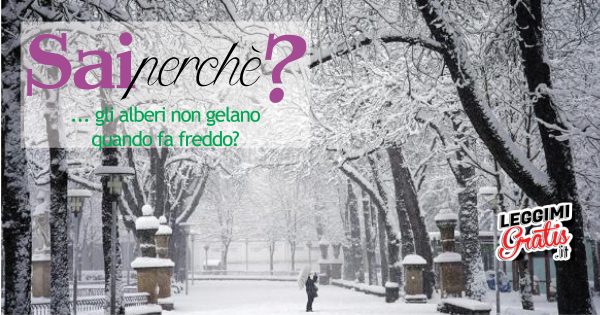 Perché gli alberi non gelano quando fa freddo?