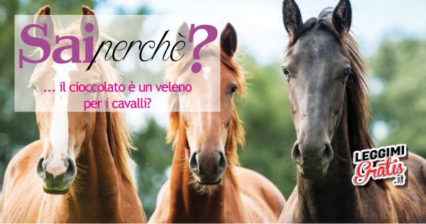 Perché il cioccolato è un veleno per i cavalli?