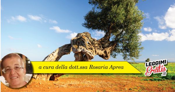 Foglie di olivo scopri i benefici dell'infuso